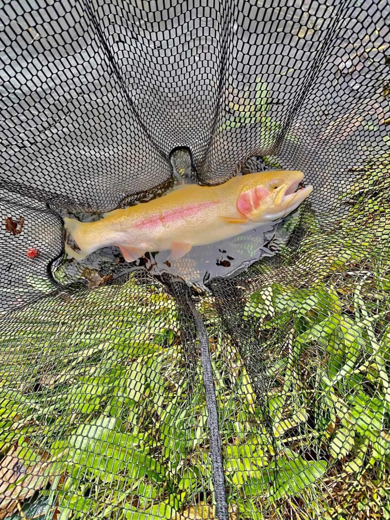 Burns Trout Fishery